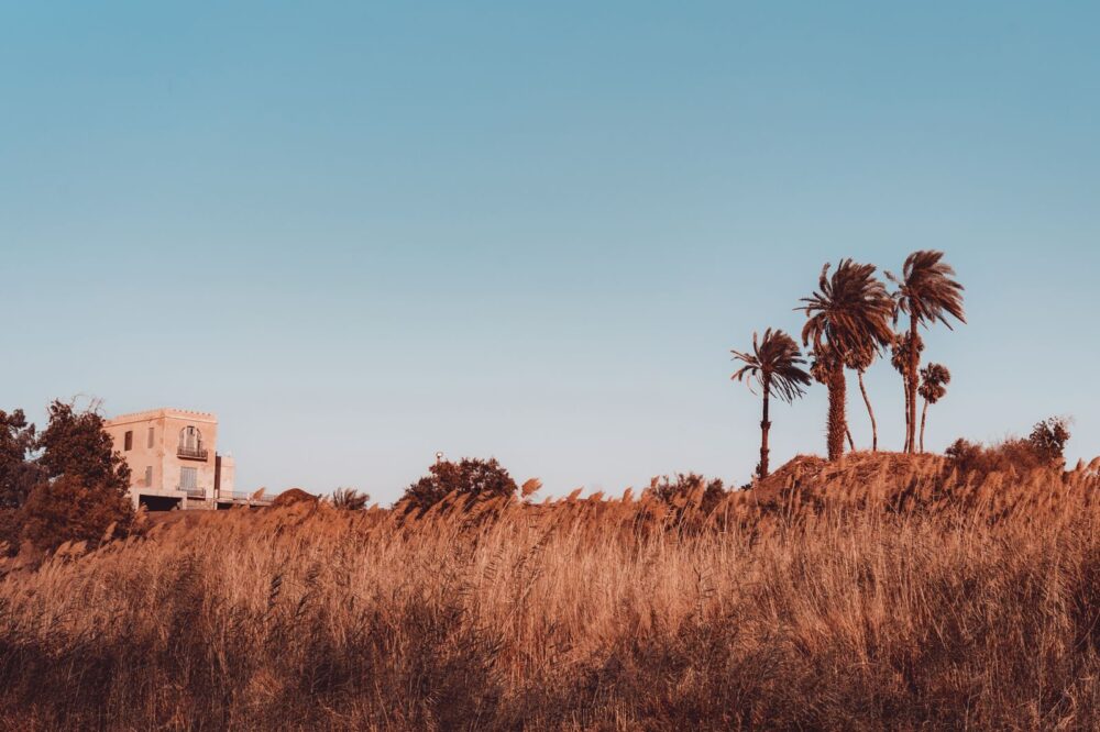 Whispers of the Breeze