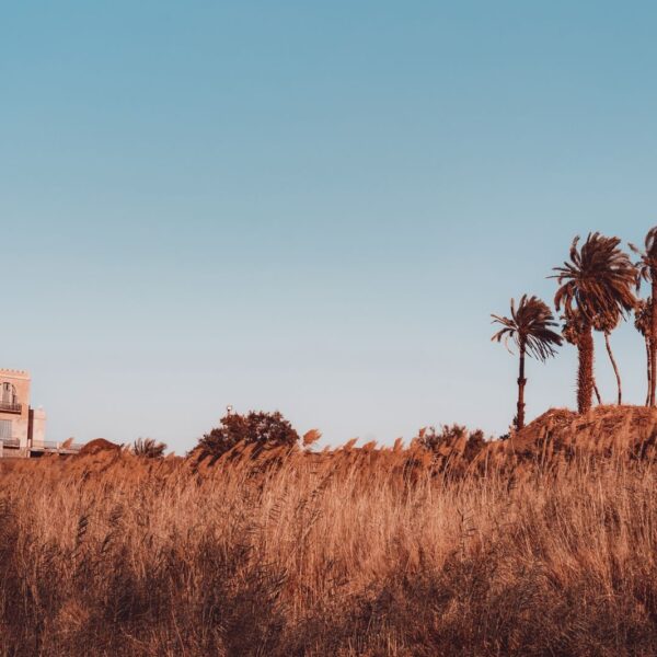 Whispers of the Breeze